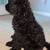GOLDENDOODLE 3 thumbnail