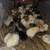 Clearance  sale chicks,quail and ducklings 9 thumbnail