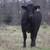 63 Fancy BLK and BWF Heifers 3 thumbnail