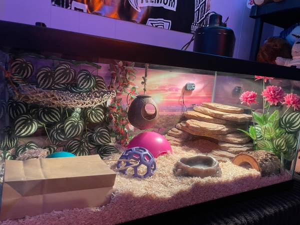Female Butter Stripe Cornsnake with entire 40 Gal Enclosure (Huntsville)64151734230017120