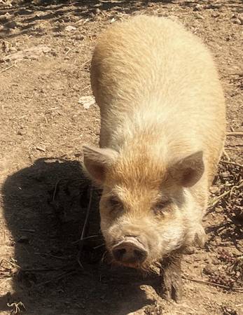 Cerdo Kunekune64054492752897121