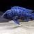 Star Sapphire Tanzania Haplochromis for sale all sizes 2 thumbnail