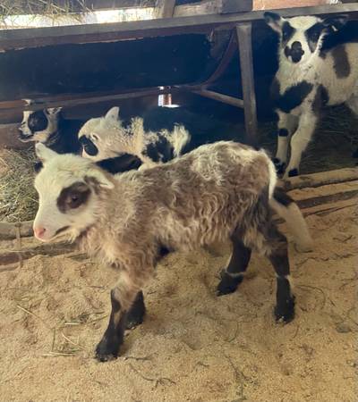 Lambs, Rams - $125 (Enumclaw)63471454952707124