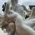 Life Size French Marble Sculpture of Satyr and Bacchante by James Pradier Circa  3 thumbnail