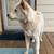 Rehoming Husky/Chow mix puppy 4 thumbnail