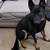 German Shepherd mix needs rehoming (Downey) 8 thumbnail