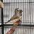 FINCHES-- ZEBRA FINCHE 3 thumbnail
