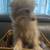 Pom-Terri. Pomeranian 11 thumbnail