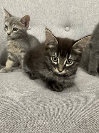 Kittens (Citrus Heights)63679254887043122