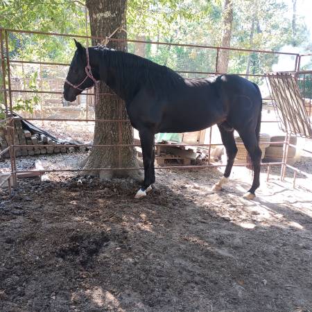 Horse,caballo, stallion 1