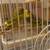 Hand raised parakeet babies need new homes, can del to Phx 6 thumbnail