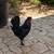Rooster 1 thumbnail