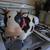 Adorable Cow Pottery 4 thumbnail