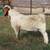 10 Boer Goat Doe Kids 7 thumbnail