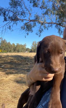 Labradores retriever marrones63972435166339123