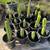 *Plant & Tree Sale* 11 thumbnail