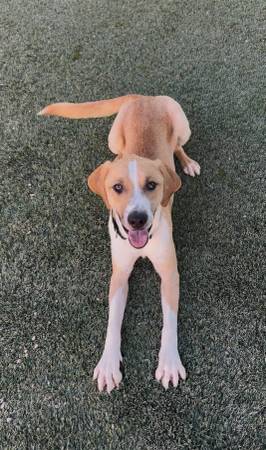 ¡Un cruce de labrador de 1 año necesita un hogar! Adiestrado en jaula - Le gustan los perros hembra (Casa Grande)63905906088706121