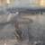 African rock python hatchling 2 thumbnail