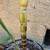 Buddha Belly Sugarcane Sugar Cane Plants 4 thumbnail