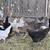 Chickens 4 thumbnail