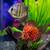 Complete 65-Gallon Custom Freshwater Aquarium Setup - Vibrant & Well-E 14 thumbnail