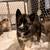German shepherd / Husky puppies 7 thumbnail