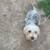 8 month Female Yorkie/Dachshund mix 2 thumbnail