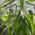 Large Potted Plant 2 thumbnail
