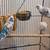 3 Parakeets with Cage & Toys 1 thumbnail