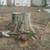 Carrillo's Stump Grinding**same day service available. 5 thumbnail