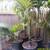 King palms --- 5/15/20 gallon 11 thumbnail