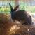 Broken Black and white New Zealand Buck DOB 6-11-25 5 thumbnail