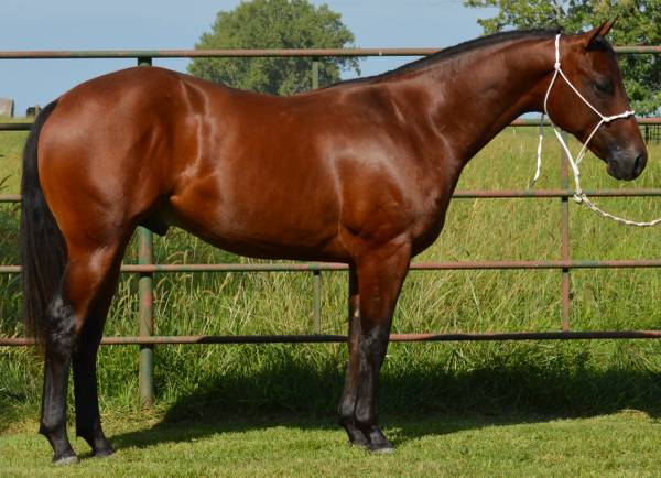 OWNER HORSE ★DEEP SKY Deep Impact Hits 2,570 JRA Wins, Tying Sunday Silence