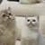 British shorthair and longhair Kitten for sales 21 thumbnail