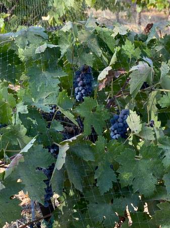 Organically grown Zinfandel wine grapes - $163471350655363122