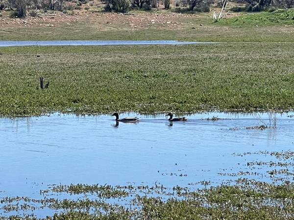 $35,000 Rural lots per hectare!!! (Ensenada)64217145946625122