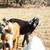 Goats for sale (Spanish) 2 thumbnail