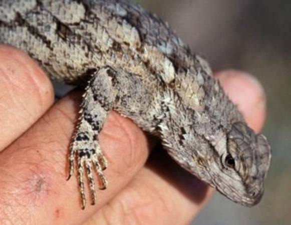 Reptil eliminado (eliminación) (Apache Junction)63905905309314123