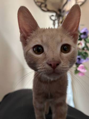 2 Kittens looking to be adopted. 4 month old males. (Coachella)63920646160770121