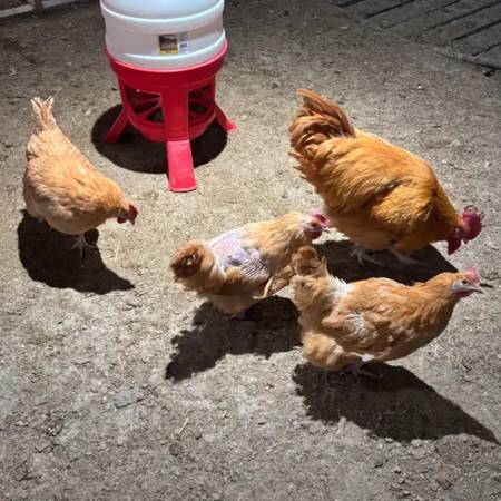 buff Orpington pullets- 7 - 9 Months old. laying well 1