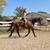 Beginner Safe, Bombproof Clydesdale Horse for Sale 1 thumbnail