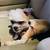 💛 Senior Shih Tzu (13 y/o) – Sweet, Loyal, Needs Quiet Home (Orlando) 3 thumbnail