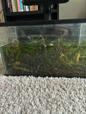 Aquarium Plants for Sale! 1