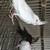 Selling birds 1 thumbnail