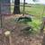 Peacocks 1 thumbnail