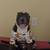 pitbull 1 thumbnail