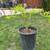 Sweet and Healthy Pomegranate plant 8 thumbnail