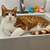 SUNDAY Sweet CATS &KITTENS for adoption OUTSIDE VENUE 7 thumbnail