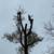 Bartering Tree Services for $ ??? 3 thumbnail