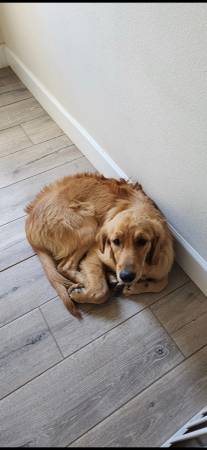 Golden retriever (Phoenix)64007247783811121